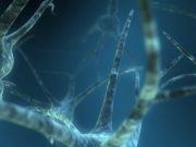 Neuroimaging reveals how ideology affects race perception
