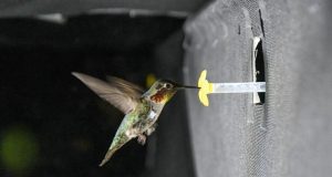 New measurement technique unravels what gives hummingbird wings their characteristic sound