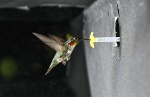 New measurement technique unravels what gives hummingbird wings their characteristic sound