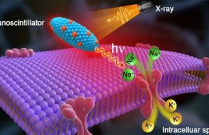 New method could shine a healing light on the brain for those with movement disorders