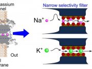 New study challenges established mechanism about selectivity of cellular ion channels