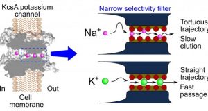 New study challenges established mechanism about selectivity of cellular ion channels