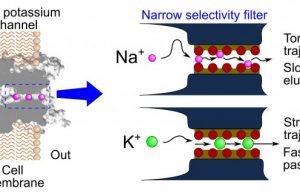 New study challenges established mechanism about selectivity of cellular ion channels