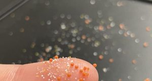 New study shows microplastics turn into hubs for pathogens antibiotic resistant bacteria