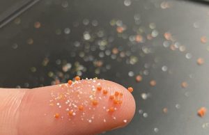 New study shows microplastics turn into hubs for pathogens antibiotic resistant bacteria