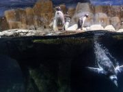 Penguin hemoglobin evolved to meet oxygen demands of diving