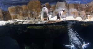 Penguin hemoglobin evolved to meet oxygen demands of diving