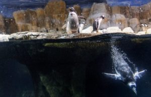 Penguin hemoglobin evolved to meet oxygen demands of diving