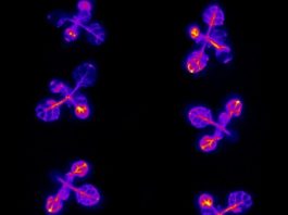 Plants set a bedtime alarm to ensure their survival new study shows