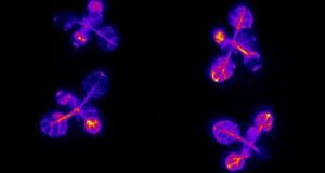 Plants set a bedtime alarm to ensure their survival new study shows