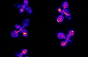 Plants set a ‘bedtime’ alarm to ensure their survival, new study shows Plants set a bedtime alarm to ensure their survival new study shows