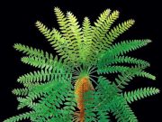 Pompeii of prehistoric plants unlocks evolutionary secret