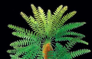Pompeii of prehistoric plants unlocks evolutionary secret