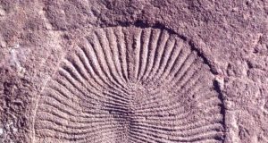 Research shows were surprisingly similar to Earths first animals