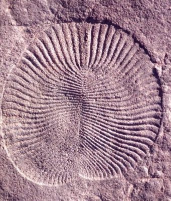 Research shows were surprisingly similar to Earths first animals