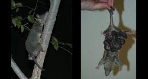 Researchers look for immunological solutions in opossums