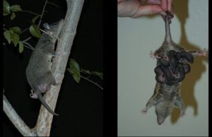Researchers look for immunological solutions in opossums