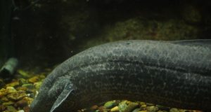 Researchers solve puzzle of water to land transition of vertebrates