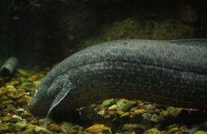 Researchers solve puzzle of water to land transition of vertebrates