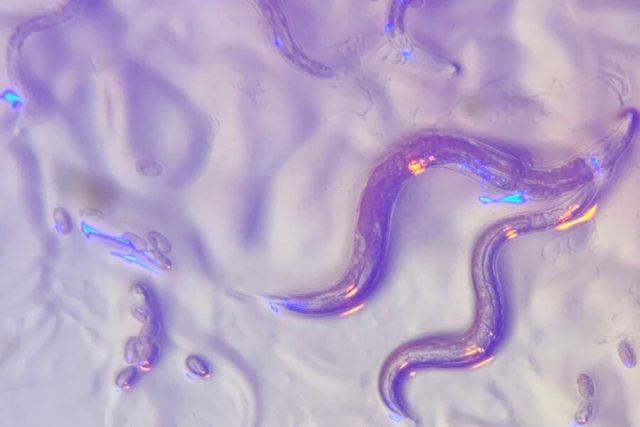 Roundworms read wavelengths in the environment to avoid dangerous bacteria that secrete colorful toxins