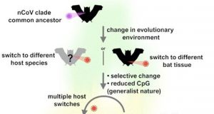 SARS CoV 2 jumped from bats to humans without much change