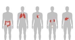 Scientists use lipid nanoparticles to precisely target gene editing to the liver