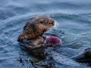 Sea otters maintain remnants of healthy kelp forest amid sea urchin barrens
