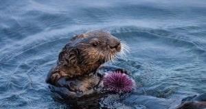 Sea otters maintain remnants of healthy kelp forest amid sea urchin barrens