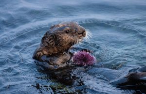 Sea otters maintain remnants of healthy kelp forest amid sea urchin barrens