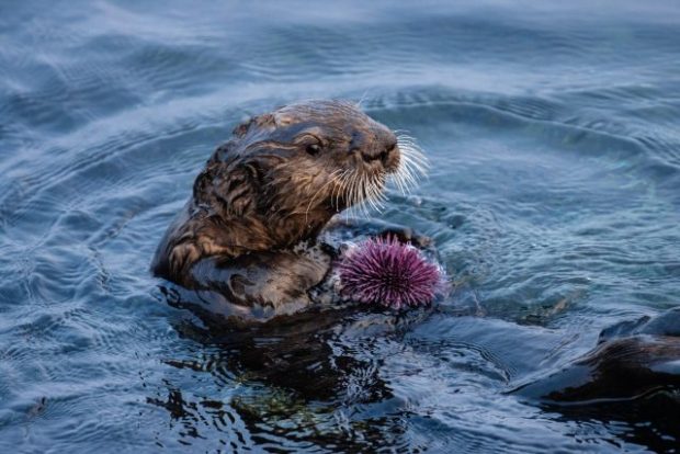 Sea otters maintain remnants of healthy kelp forest amid sea urchin