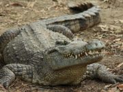 Snappy evolution was behind the success of ancient crocodiles 1