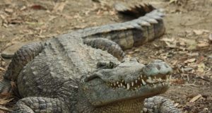 Snappy evolution was behind the success of ancient crocodiles 1