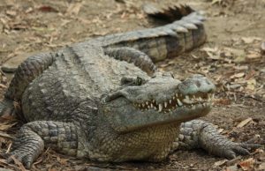 Snappy evolution was behind the success of ancient crocodiles 1