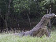 Study reveals surprising history of worlds largest lizard