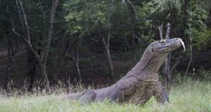 Study reveals surprising history of worlds largest lizard