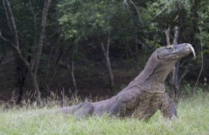 Study reveals surprising history of worlds largest lizard