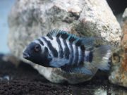 Study shows experimental evidence of an altruistic nature in small convict cichlid fish