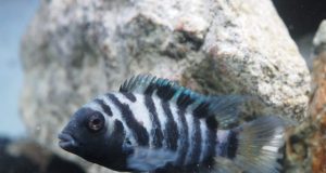 Study shows experimental evidence of an altruistic nature in small convict cichlid fish