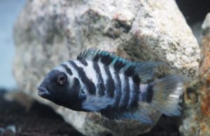 Study shows experimental evidence of an altruistic nature in small convict cichlid fish