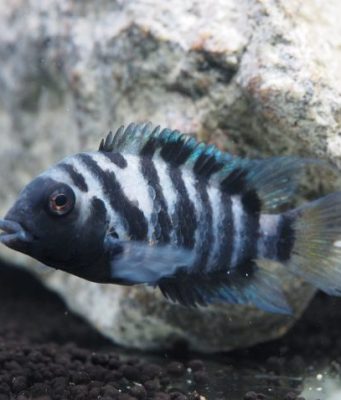 Study shows experimental evidence of an altruistic nature in small convict cichlid fish