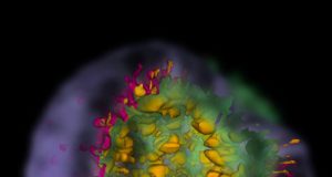 Supernova simulations reveal how stellar explosions shape debris clouds