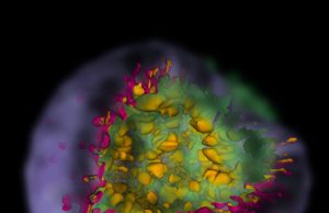 Supernova simulations reveal how stellar explosions shape debris clouds