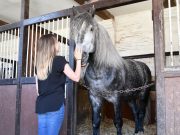 Talking to horses as we talk to young children