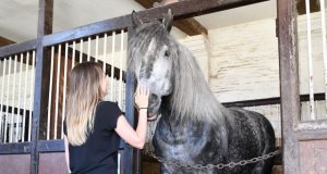 Talking to horses as we talk to young children