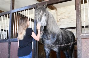 Talking to horses as we talk to young children