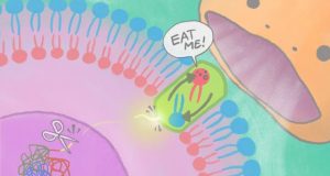 The cell signal of death