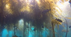 The collapse of Northern California kelp forests will be hard to reverse