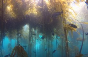 The collapse of Northern California kelp forests will be hard to reverse