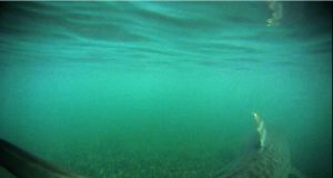 When devastation strikes the oceans sharks can hold the key to recovery