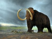Woolly mammoths may have shared the landscape with first humans in New England